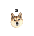 爆吠え犬 めい（個別スタンプ：1）
