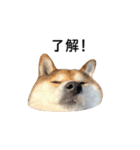 爆吠え犬 めい（個別スタンプ：2）