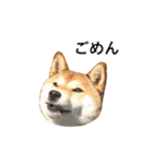 爆吠え犬 めい（個別スタンプ：3）