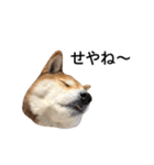 爆吠え犬 めい（個別スタンプ：4）