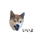 爆吠え犬 めい（個別スタンプ：5）