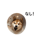 爆吠え犬 めい（個別スタンプ：6）