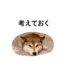 爆吠え犬 めい（個別スタンプ：7）