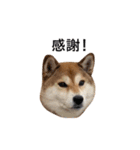 爆吠え犬 めい（個別スタンプ：8）