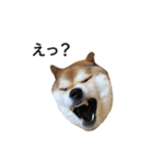 爆吠え犬 めい（個別スタンプ：9）