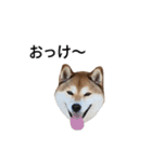 爆吠え犬 めい（個別スタンプ：10）