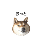 爆吠え犬 めい（個別スタンプ：11）