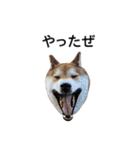 爆吠え犬 めい（個別スタンプ：12）