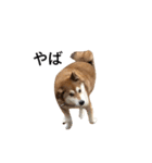 爆吠え犬 めい（個別スタンプ：14）