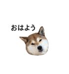 爆吠え犬 めい（個別スタンプ：15）