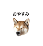 爆吠え犬 めい（個別スタンプ：16）