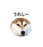 爆吠え犬 めい（個別スタンプ：17）