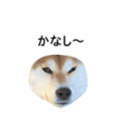 爆吠え犬 めい（個別スタンプ：18）