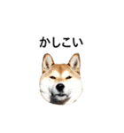 爆吠え犬 めい（個別スタンプ：19）