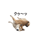 爆吠え犬 めい（個別スタンプ：20）