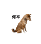 爆吠え犬 めい（個別スタンプ：21）