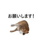 爆吠え犬 めい（個別スタンプ：22）