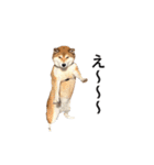 爆吠え犬 めい（個別スタンプ：23）