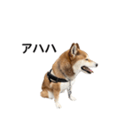 爆吠え犬 めい（個別スタンプ：24）