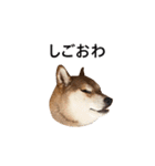 爆吠え犬 めい（個別スタンプ：25）