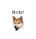爆吠え犬 めい（個別スタンプ：28）