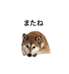 爆吠え犬 めい（個別スタンプ：29）