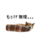 爆吠え犬 めい（個別スタンプ：30）