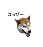 爆吠え犬 めい（個別スタンプ：31）