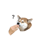 爆吠え犬 めい（個別スタンプ：32）