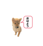 柴犬メヌエットメッセージスタンプ3（個別スタンプ：1）