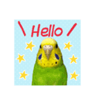 かわいい★セキセイインコ★大全集（個別スタンプ：3）