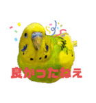 かわいい★セキセイインコ★大全集（個別スタンプ：24）