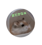ハムスター・デグーの日常（個別スタンプ：7）
