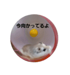 ハムスター・デグーの日常（個別スタンプ：8）