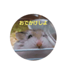 ハムスター・デグーの日常（個別スタンプ：11）