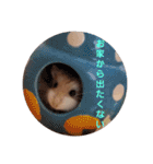 ハムスター・デグーの日常（個別スタンプ：14）