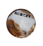 ハムスター・デグーの日常（個別スタンプ：17）