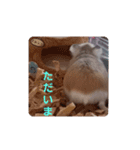 ハムスター・デグーの日常（個別スタンプ：18）
