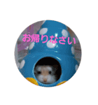 ハムスター・デグーの日常（個別スタンプ：19）