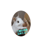 ハムスター・デグーの日常（個別スタンプ：23）