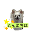 ころたんスタンプパート2（個別スタンプ：1）
