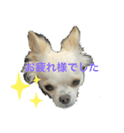 ころたんスタンプパート2（個別スタンプ：5）