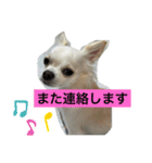 ころたんスタンプパート2（個別スタンプ：7）