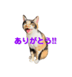 ♪こけニャンスタンプ♪（個別スタンプ：1）