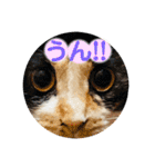 ♪こけニャンスタンプ♪（個別スタンプ：3）