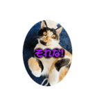 ♪こけニャンスタンプ♪（個別スタンプ：5）