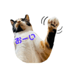 ♪こけニャンスタンプ♪（個別スタンプ：7）