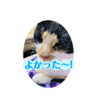 ♪こけニャンスタンプ♪（個別スタンプ：9）