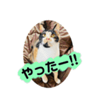 ♪こけニャンスタンプ♪（個別スタンプ：14）