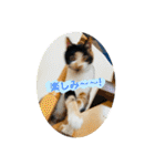♪こけニャンスタンプ♪（個別スタンプ：15）